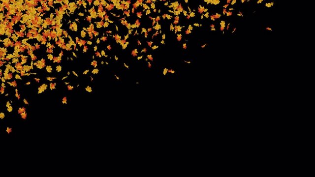 Autumn Maple Leaves Explosion with alpha channel. 3D rendering. Element footage. Easy to use and change color place on footage or background.