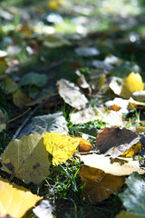 Autumn falling leaves on the grass