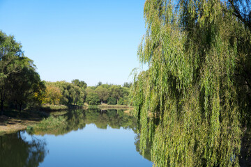 Landscape of weeping willow by the lake in autumn