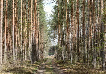communication road in the middle of the forest