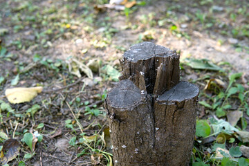 The stump slowly decayed after the tree was cut down