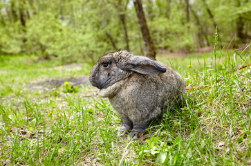 Big rabbit in forest. Lovely and lively bunny in nature
