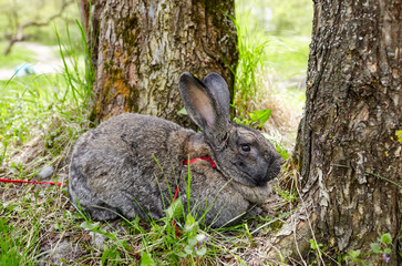 Big rabbit in forest. Lovely and lively bunny in nature