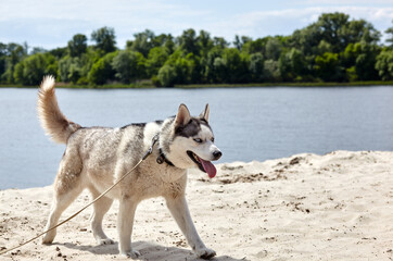 Siberian Husky on a beach. Husky dog on nature walk