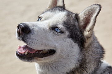 Portrait of siberian husky with blue eyes . Husky dog on nature walk