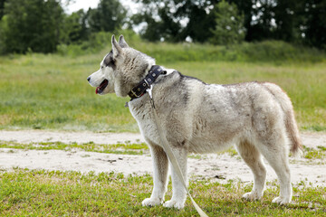 Portrait of siberian husky with blue eyes at forest. Husky dog on nature walk