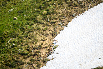 resting group of ibex in the bernese alps surrounded by rests of snow