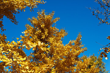 Golden ginkgo tree under blue sky