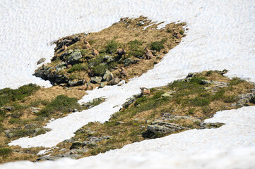 resting group of ibex in the bernese alps surrounded by rests of snow