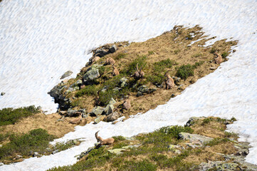 resting group of ibex in the bernese alps surrounded by rests of snow