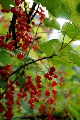 Currant on a branch. Photo of a currant bush with berries.