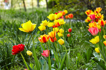 Fototapeta premium Beautiful tulip flowers blooming in a garden. Beauty tulip plant in the spring garden in rays of sunlight in nature. Blur background with bokeh image, selective focus