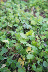 Late autumn dew hits the green and yellowish weeds
