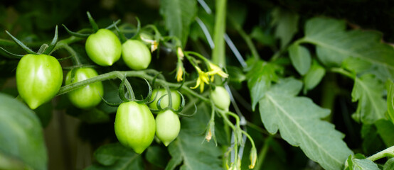 Tomato grows in a greenhouse. Growing fresh vegetables in a greenhouse