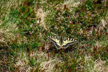 swallowtail butterfly in an alpine meadow in the Bernese Alps