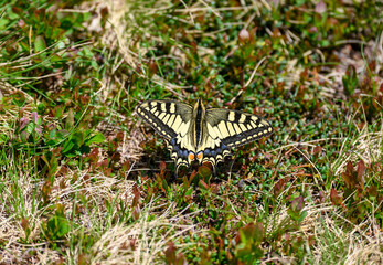 swallowtail butterfly in an alpine meadow in the Bernese Alps