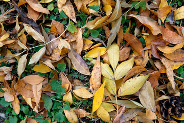 Autumn withered leaves and green grass