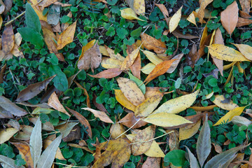 The fallen leaves of late autumn covered the ground and the green grass