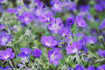 Hardy Geranium 'Orion' in flower