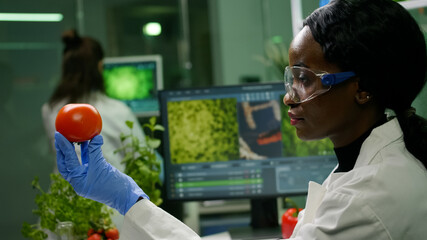 Fototapeta na wymiar African scientist woman looking at tomato while her collegue typing dna test on computer in background. Biochemist researcher working in biotechnology organic laboratory analyzing chemistry experiment