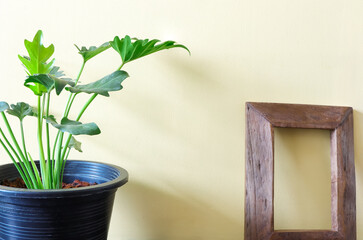 Philodendron (Philodendron xanadu Croat) in pot and wooden frame on yellow cement wall. Home decor
