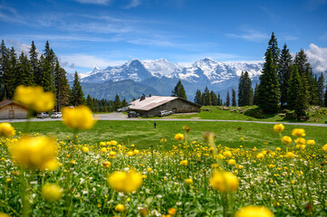 alpine meadow with alpine hut in front of Eiger Mönch and Jungfrau in the Bernese Alps