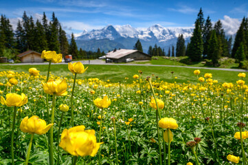 Fototapeta premium alpine meadow with alpine hut in front of Eiger Mönch and Jungfrau in the Bernese Alps