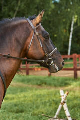 Portrait of a horse in a bridle on a sunny summer day.