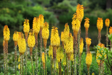 Kniphofia or red hot poker  'Moonstone' in flower