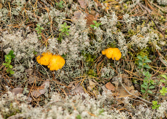 natural forest background, wild mushroom in the forest, traditional forest background with grass,...