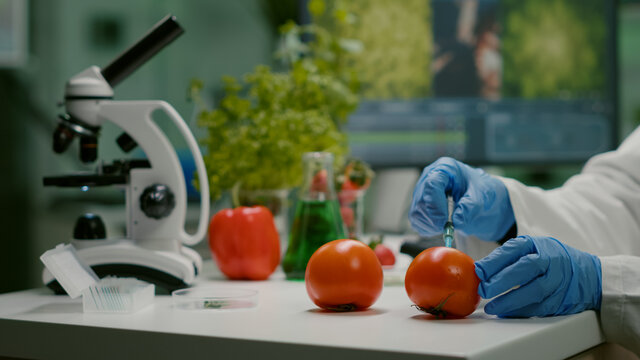 Closeup of chemist scientist injecting organic tomato with pesticides for gmo test. Biochemist working in pharmacology laboratory testing health food for microbiology expertise