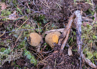 Wild mushroom in the forest, traditional forest background with grass, moss, lichens and dry branches, autumn forest texture, autumn