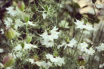 White Nigella damascena Albion Black Pod 'love-in-a-mist' flowers in bloom