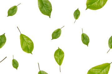 Cherry leaf seamless pattern. Green leaves on white background.