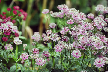 Astrantia masterwort 'buckland' in bloom