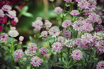 Astrantia masterwort 'buckland' in bloom