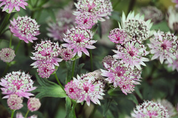 Astrantia masterwort 'buckland' in bloom