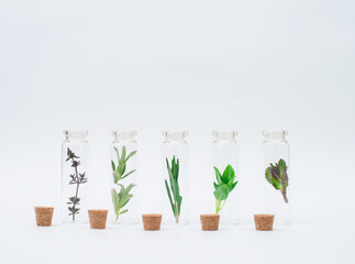 Herbal plants in mini jars on white background. Bottles of essential oil with herbs, rosemary, basil,  mint, oregano, thyme set up on white. Herbal medicine or natural alternative medicine concept.