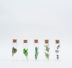 Herbs in mini jars on white background. Bottles of essential oil with herbs, rosemary, basil,  mint, thyme collection on white. Natural herbal medicine or alternative medicine concept.