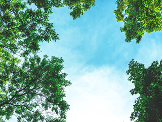 The beautiful background of the young spring leaves of the trees against the sky. Selective focus.