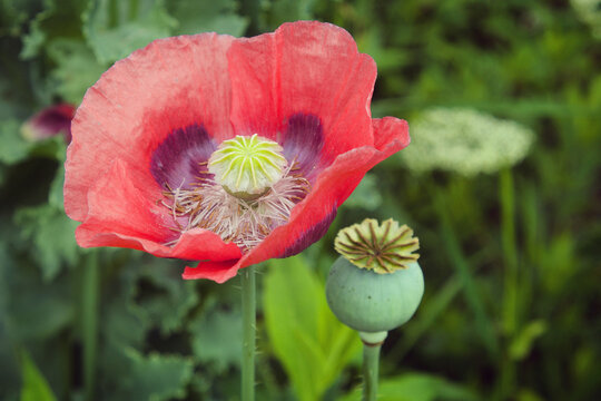 Pink opium poppy, Papaver somniferum, in flower