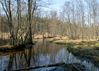 spring landscape with a small wild river, bare trees, reflections in the water, dry grass on the river banks, Stikupe, Vaidava, Latvia