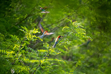 Guêpiers d'Europe en nidification à Pantha VD, vaud, suisse