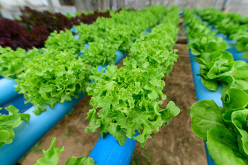 closeup to fresh greenoak in hydroponics system pipe