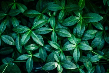 Tuinposter Green plant foliage nature background, top view. Fresh garden abstract foliage. © DedMityay