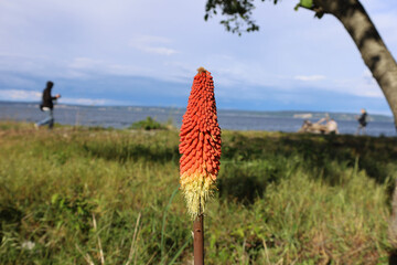 cactus in the desert