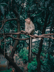 asian monkey  sitting in a branch and starring