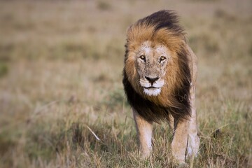 lion in the African savanna © Abdelrahman