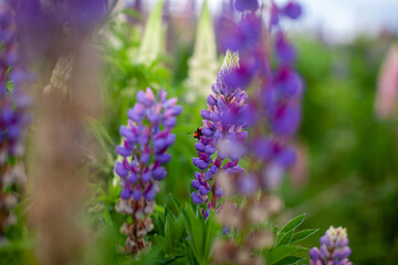 Blooming macro lupine flower. Lupin, lupine field with pink purple and blue flower. Bunch of lupines summer flower background. A field of lupines. Violet spring and summer flower. nature