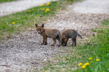 Renardeaux en famille Suisse 2021